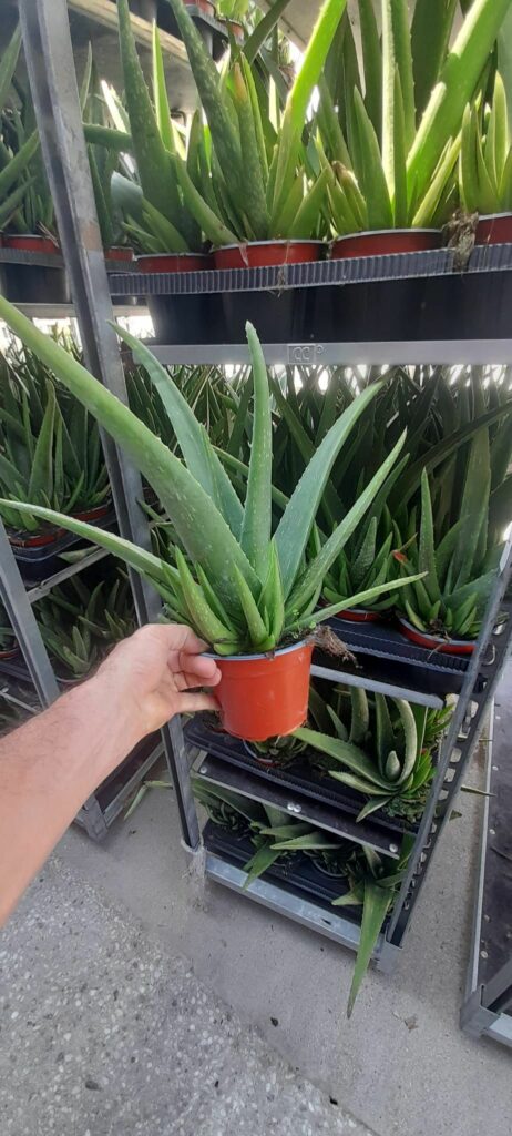 aloe 1